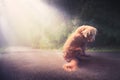 Sad, abandoned dog in the middle of the road /high contrast image Royalty Free Stock Photo