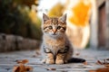Sad abandoned hungry kitten sitting in empty street. Dirty little lonely stray kitty cat outdoors. Pets adoption