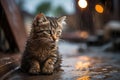 Sad abandoned hungry kitten sitting in the street under rain. Dirty little stray kitty cat outdoors