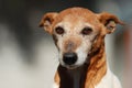 Sad abandoned Jack Russell