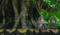 Sad abandoned monkey sitting on the side of the road thinking at the meaning of life Royalty Free Stock Photo