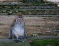 Sad abandoned monkey sitting on the side of the road thinking at the meaning of life Royalty Free Stock Photo