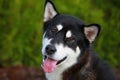 Sad Alaskan Malamute Royalty Free Stock Photo