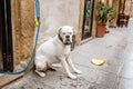 american bulldog waiting near shop at the street