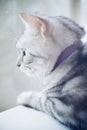 Sad American shorthair cat Royalty Free Stock Photo