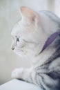 Sad American shorthair cat