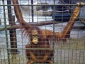 Sad Ape Or Monkey Is In The Cage. Animal Abuse, Neglect And Crue