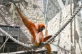 Sad ape sitting on rope in cage Royalty Free Stock Photo