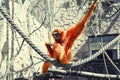 Sad ape sitting on rope in cage toned Royalty Free Stock Photo