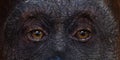 Sad and attentive eyes of a monkey orangutan Royalty Free Stock Photo