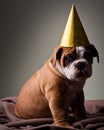 Sad Australian bulldog puppy Royalty Free Stock Photo