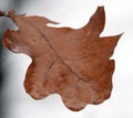 Sad autumn leaf Royalty Free Stock Photo