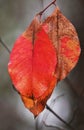 Sad autumn leaf Royalty Free Stock Photo