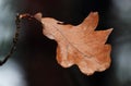 Sad autumn leaf close-up during the day Royalty Free Stock Photo