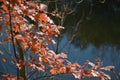 Sad autumn leaves over water Royalty Free Stock Photo