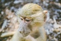 Sad baby baboon portrait on blurred background.