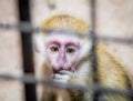 Sad baby monkey jailed behind the fence Royalty Free Stock Photo