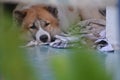 Sad Bangkaew dog in the bad mood day Royalty Free Stock Photo