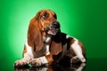 Sad basset hound Royalty Free Stock Photo