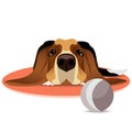 Sad basset hound on circle mat and ball Royalty Free Stock Photo