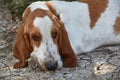 Sad basset-hound lies on the ground Royalty Free Stock Photo