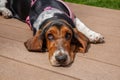 A sad basset hound with a pink harness resting on a brown wooden deck Royalty Free Stock Photo