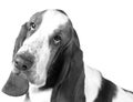 Sad Basset Hound Royalty Free Stock Photo