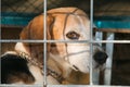 Sad beagle dog abandoned in the kennel