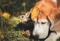 Sad beagle dog close up portrait lying on the grass with a yellow leaf on the forehead. Funny pets concept image Royalty Free Stock Photo