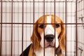 A sad beagle dog in an iron cage for pets. Wire box for keeping the animal.