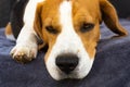 Sad beagle dog lying on a couch outdoors Royalty Free Stock Photo