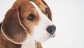 Sad beagle dog outdoor portrait walking in snow Royalty Free Stock Photo