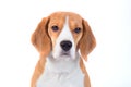 Sad beagle dog portrait Royalty Free Stock Photo