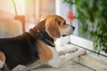 Sad beagle dog Royalty Free Stock Photo