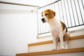 Sad beagle dog sitting on stairs, Way to bedroom blocked with barrier Royalty Free Stock Photo