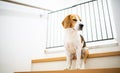 Sad beagle dog sitting on stairs, Way to bedroom blocked with barrier Royalty Free Stock Photo