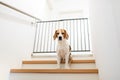 Sad beagle dog sitting on stairs, Way to bedroom blocked with barrier Royalty Free Stock Photo