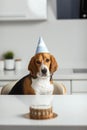 A sad beagle dog is waiting for his birthday cake. Dog portrait in focus