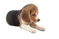 Sad beagle puppy Royalty Free Stock Photo