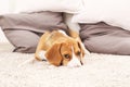 Sad beagle puppy on soft carpet Royalty Free Stock Photo