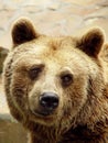 Sad Bear Royalty Free Stock Photo