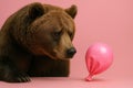 A sad bear and a deflated pink balloon. Royalty Free Stock Photo