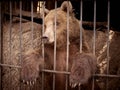 Sad bear sitting in a cage at the zoo Royalty Free Stock Photo