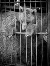Sad bear sitting in a cage at the zoo Royalty Free Stock Photo