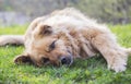 Sad beautiful fluffy beige dog lying on the grass