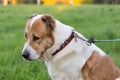 Sad big dog on leash Royalty Free Stock Photo