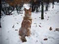 Sad big dog sitting with his back Royalty Free Stock Photo