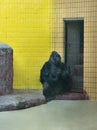 Sad gorilla at zoo Royalty Free Stock Photo