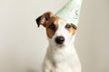 Sad birthday dog. Funny jack russell terrier dog in festive hat. Royalty Free Stock Photo