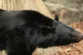 Sad black bear. Wild adult black Bear Royalty Free Stock Photo